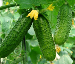 Hạt giống dưa chuột bao tử (10 hạt) - thơm ngon nảy mầm nhanh