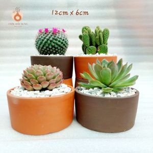 Chậu đất nung Bình Dương - Trụ 126 miệng chậu 12cm chiều cao 6cm