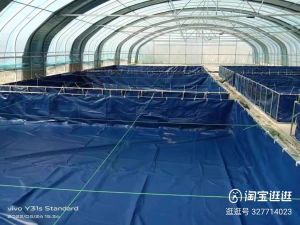 （Canvas only）12’x12’x3.5’ kaki  Kolam Kanvas Ternak Udang & Ikan Farming canvas shrimp fish  养殖帆布虾鱼