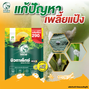 กำจัดเพลี้ยแป้ง ป้องกันเพลี้ยง ยาฆ่าเพลี้ยแป้ง ใช้เมธาไรเซียม MIX เชื้อบิวเวอร์เรีย (บิวทาเร็กซ์แม็กซ์) ปลอดภัยต่อคนใช้และสัตว์เลี้ยง 100%