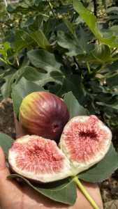 BUAH TIN/ARA FRESH dipanen dadakan 350gr