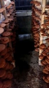 เห็ดหลินจืออบแห้ง ซื้อ1แถม1 ราคา390บาท ส่งฟรี คัดดอกอย่างดี