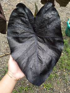 แบล็คโครอล โคโลคาเซีย Black Coral Colocasia บอนใบดำ บอนใบเงาเหลือบ เลี้ยงง่ายได้ทั้งแบบแห้งและแบบน้ำ ต้นสูงประมาณ 30 ซม ส่งทั้งกระถาง แท้ 100%