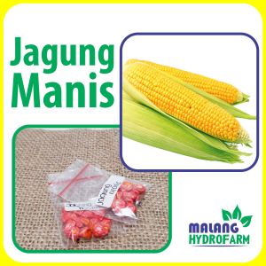Benih Jagung Manis Unggulan berkualitas biji bibit hydroponik hidroponik sayuran tanaman sayur