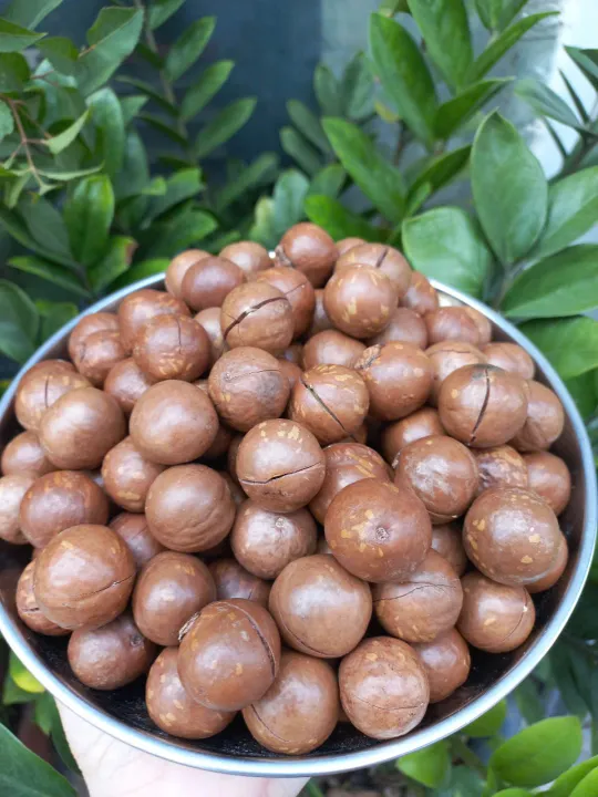 Hạt macca ĐăkLăk sấy ăn liền loại 1 ngon giòn giữ trọn dinh dưỡng hạt 500G - dinh dưỡng ăn vặt cho mẹ bầu và trẻ em