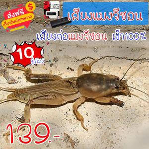 เสียงต่อแมงจีซอน แฟลชไดร์ฟเสียงแมงจีซอน สำหรับต่อหรือล่อแมงจีซอน ความยาว 10 ชม.เสียงดัง เสียงใสกังวาน ได้ผล100%