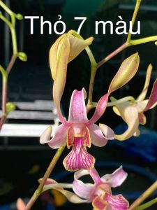 Denro nắng thỏ cầu vòng