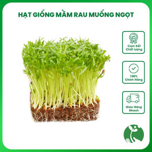 Hạt giống Rau mầm Muống ngọt - Gói 50gr - Tỉ lệ nảy mầm >90% - Thu hoạch sau 7 ngày