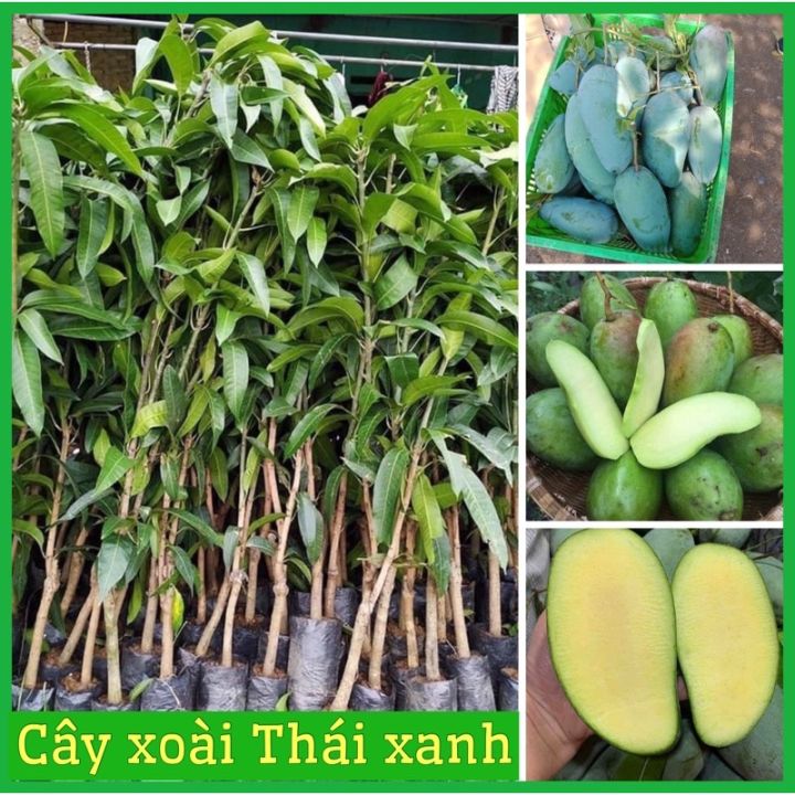 Cây xoài - Hướng dẫn trồng và chăm sóc cây xanh Việt Nam