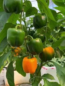 Extra Large Bell Peppers Sweet Peppers Large Sweet Peppers Green Peppers Bell Peppers Chili Peppers Balcony Spring Autumn Winter Vegetables