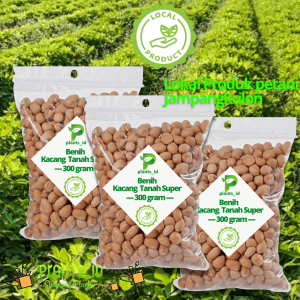 Bibit kacang Tanah Unggul