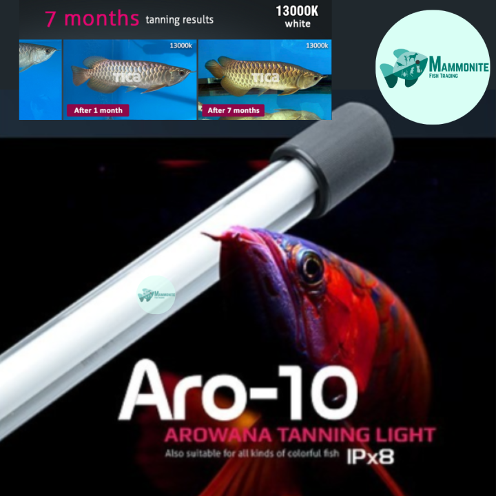 AROWANA TANNING LIGHT テンニング 【公式通販】