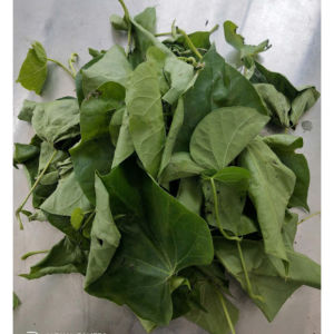 Daun Brotowali Segar / Daun Broto wali Segar Herbal Untuk Berbagai Penyakit