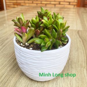 Bộ 04 chậu sóng tròn 17x13cm trồng hoa nhựa dày đẹp