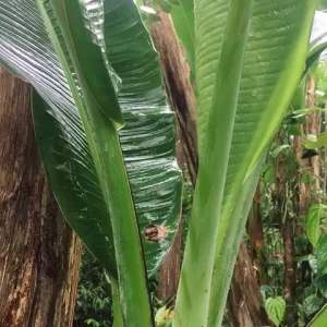 ตัวเครื่องใหญ่ใบตองกล้วยตานี กล้วยพังลา สีเขียวเข้ม 1 กิโลกรัม น้ำหนัก