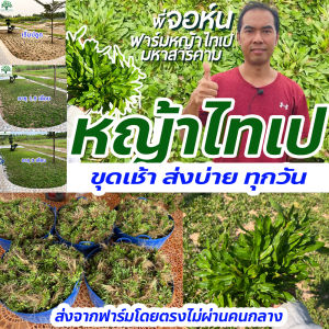 หญ้าไทเป พื้นที่ปลูก 20 ตารางเมตร ได้หญ้าหนัก 10 กิโลกรัม ปลูกแล้วไม่ได้ตัดอีกต่อไป