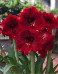 Củ giống hoa huệ GÁO đỏ - củ to chuẩn mặt hoa ( 1 CỦ )