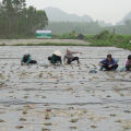 Cao ích mẫu nguyên chất Minh Gia ,cao ích mẫu cô đặc giúp điều hòa kinh nguyệt,  giảm đau bụng kinh hộp 120g. 