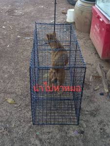 กรงดักสุนัข กรงดักหมา กรงดักสัคว์อเนกประสงค์สลักแบบเหยียบติดแล้วล็อกใช้งานง่าย ก.45 ย.100 ส.70 เชน โครงสร้างแข็งแรงใช้งานได้นานได้ผลดี