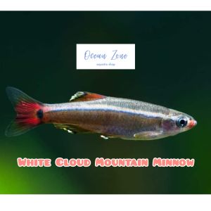 【Ocean Zone】White Cloud Mountain Minnow – 5pcs/10pcs (Live Fish with DOA)
