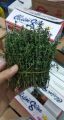Lá Thyme tươi fresh leaves Tươi Trồng 10/50/100g. 