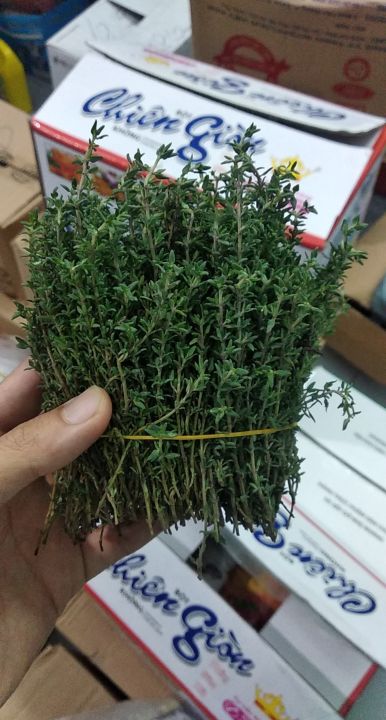 Lá Thyme tươi fresh leaves Tươi Trồng 10/50/100g
