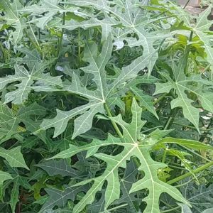 daun gedi segar atau daun pepaya Jepang 500 gram harga