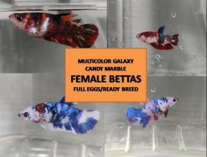 Female Bettas Fish (Betina) Multicolor / Candy / Galaxy / Marble - Ready Breed & with eggs