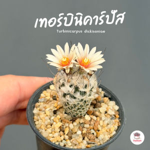 เทอร์บินิคาร์ปัส Turbinicarpus dickisoniae แคคตัส กระบองเพชร cactus&succulent