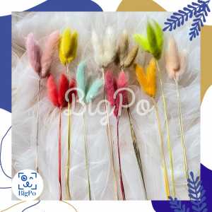 (3 tangkai) Bunga Kering LAGURUS Bunny Tail Ekor Kelinci Phalaris Dried Flower Dekorasi Rustik