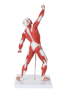 MINIATURE HUMAN MUSCULAR MODEL