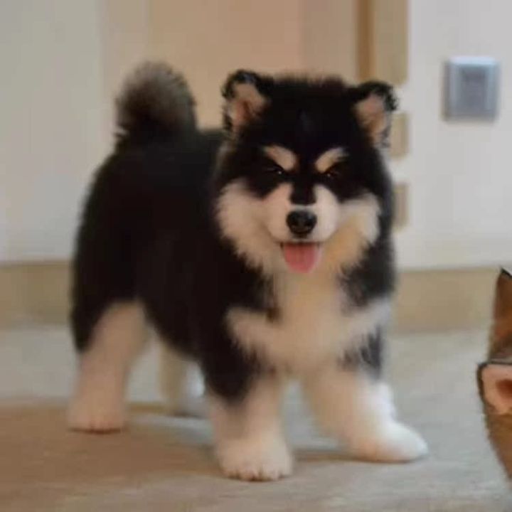 Free adoption of purebred Alaskan puppies, living giant pet dogs, large  dogs suitable for domestic use, real dogs Lazada PH