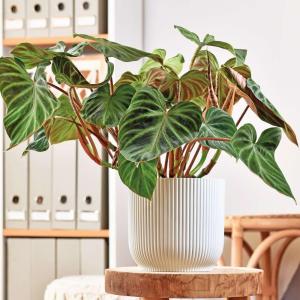 Philodendron verrucosum -  - Pokok Philodendron Verrucosum - फिलोडेंड्रोन वेरुकोसम Philodendron verrucosum – Velvet Foliage Golden Veins Fuzzy Petiole Rare Aroid Beauty Indoor Tropical Collector LIVE PLANT