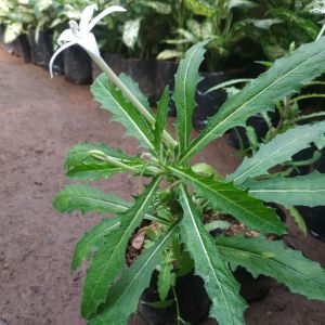 tanaman herbal kitolod atau kikorejat