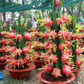 [Easy To Grow In Malaysia] Pitaya Seeds Dragon Fruit Seeds for Planting (Mixed 200 Seeds) Balcony Potted Yellow Dragon Fruit Plant Seeds Dwarf Fruit Plants Red Dragon Fruit Seedlings Home Garden Seeds Bonsai Tree Live Plant Real Plants Benih Pokok Buah. 