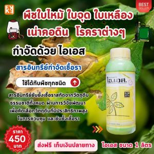 ทุเรียน ใบเหลือง เนื้อเยื่อตาย ร่วงหลน โตช้า อาจเกิดจากการขาดธาตุแม็กนีเซี่ยม Mg ใช้ ปุ๋ย FK-1 ฉีดพ่นบำรุงพืช