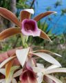 Anggrek dewasa siap berbunga Murah phaius tankervilleae gratis ongkir. 