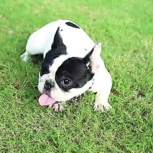 Stainless steel p chain dog traction rope collar horse dog golden hair rovina dog chain medium large不锈钢p链 狗狗牵引绳项圈马犬金毛罗威纳狗链中型大型犬栓狗脖套shengjing11.17