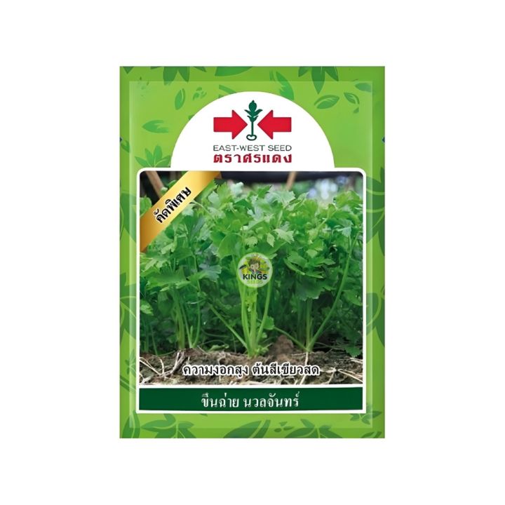 สุดยอดเมล็ดพันธุ์ขึ้นฉ่าย ศรแดง ปลูกง่าย โตไว หอมอร่อย อัปเดตปี 2025