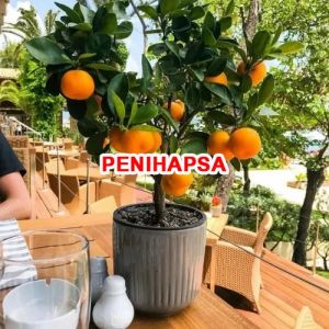 Bibit Jeruk Santang Madu Super Okulasi Bisa Berbuah Dalam Pot