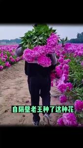 Mixed-color peonies various types of Luoyang peonies easy to care for suitable for year-round viewing on balconies indoors and in courtyards