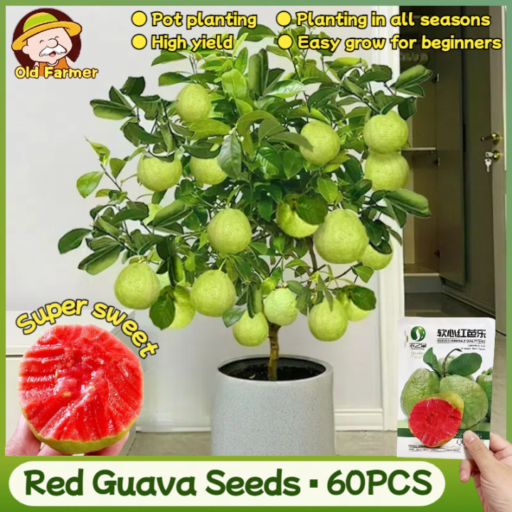 100% Original Fresh Red Guava Seeds for Planting Fruits (60pcs) - Bonsai  Guava Live Plant Seeds Home