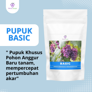 Pupuk Basic Anggur - Awal Pertumbuhan