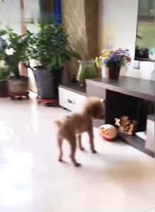 Electronic  Dog Toy Ball  Bouncing Jump Balls Talking Interactive Dog Plush Doll Toys New Gift For s USB Rechargeable