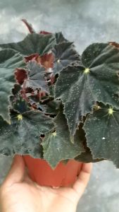 SOV Begonia Hallows Eve Asam Batu Rare Plant Pokok Hidup Real Live Plant Indoor Plant