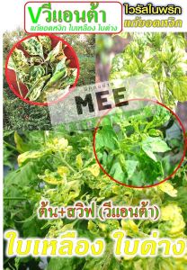 ยาต้านไวรัส สูตรใหม่เข้มข้นสูง แก้ ใบด่าง ใบเหลือง ดาวเรือง ยอดหงิก ไวรัสพริก แตง #ต้น แตกยอด+สวิฟ Free วีแอนต้า ไม่ลามชัวร์💥