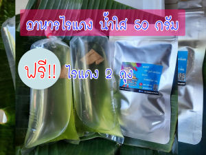 ไรแดง สายพันธุ์มาโคโครปา Macorcopa ไรแดงพ่อแม่พันธุ์