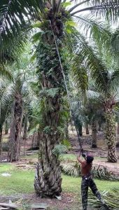 Sabit sawit camel king 111 Thailand technology