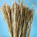 Bông lúa khô trang trí 1 bó 50 nhánh hạt lúa nguyên thủy GG123. 