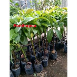 Bibit Buah Alpukat Kelud Okulasi Cepat Berbuah